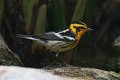 Blackburnian Warbler 2012-05-05_2